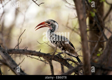Rosso-fatturati Hornbill (Tockus erythrorhynchus) - Mushara Outpost - vicino a Parco Nazionale Etosha, Namibia, Africa Foto Stock