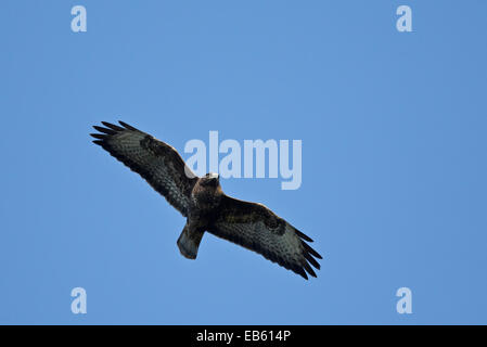 La migrazione di Poiana, in volo (Buteo buteo) Foto Stock