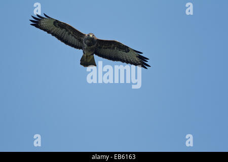 La migrazione di Poiana, adulti in volo (Buteo buteo) Foto Stock