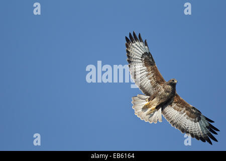 La migrazione di Poiana, adulti in volo (Buteo buteo) Foto Stock