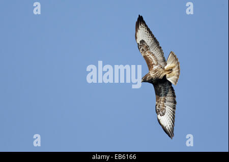 La migrazione di Poiana, in volo (Buteo buteo) Foto Stock