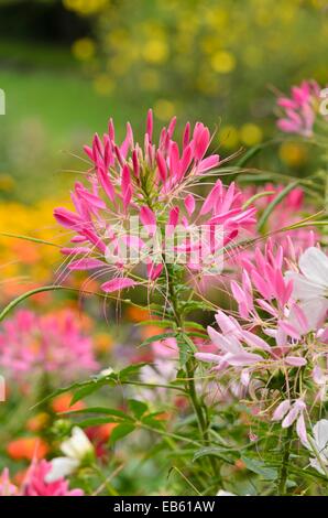 Fiore di ragno (tarenaya hassleriana syn. cleome hassleriana) Foto Stock