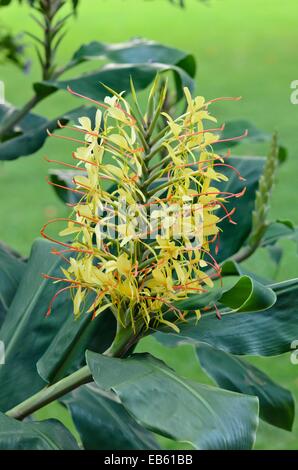 Lo zenzero kahili (hedychium gardnerianum) Foto Stock