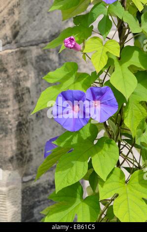 Ocean Blue gloria di mattina (Ipomoea indica) Foto Stock