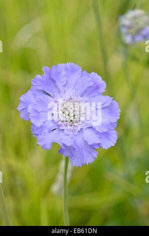 Puntaspilli caucasica fiore (scabiosa caucasica " blauer atlas") Foto Stock