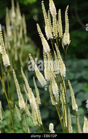 Bugbane (cimicifuga simplex syn. actaea simplex) Foto Stock