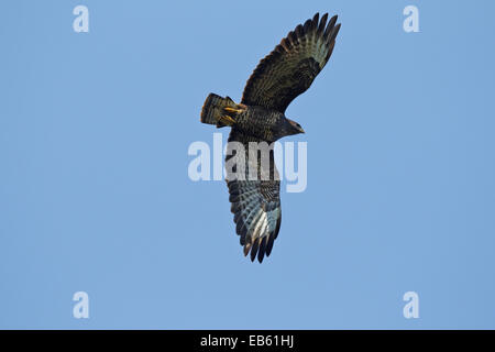 La migrazione di Poiana, in volo (Buteo buteo) Foto Stock