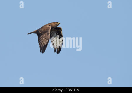 La migrazione di Poiana, in volo (Buteo buteo) Foto Stock