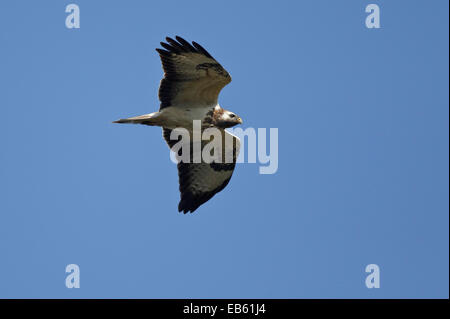 La migrazione di Poiana, in volo (Buteo buteo) Foto Stock