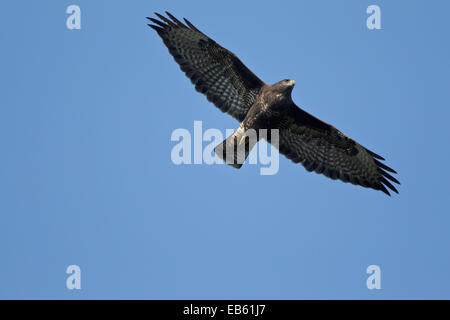 La migrazione di Poiana, in volo (Buteo buteo) Foto Stock