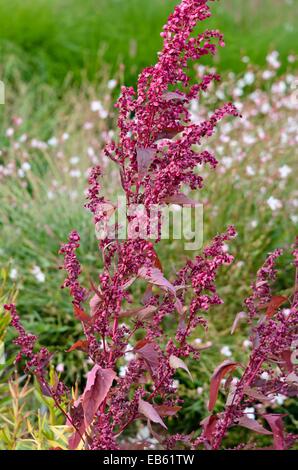 Giardino rosso (orache Atriplex hortensis var. rubra) Foto Stock