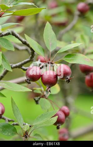 Wild crab apple (Malus sylvestris var. niedzwetzkyana) Foto Stock