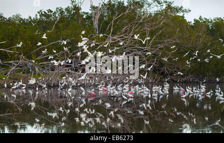 SNOWY garzetta (Egretta thuja), Airone bianco maggiore (Ardea alba) e ROSEATE SPOONBILL (Ajaja ajaja), Everglades National Park, Florida, Stati Uniti Foto Stock