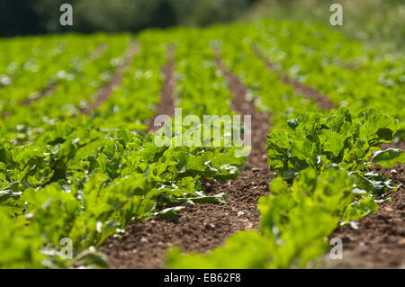 Settore della barbabietola da zucchero Foto Stock