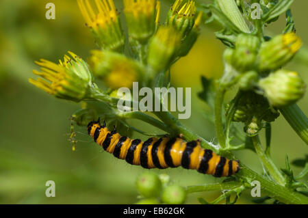 Il cinabro caterpillar (tyria jacobaeae) alimentazione su erba tossica (senecio jacobaea) Foto Stock