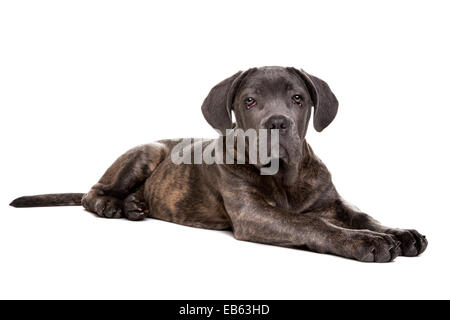 Grigio cane corso cucciolo di cane davanti a uno sfondo bianco Foto Stock