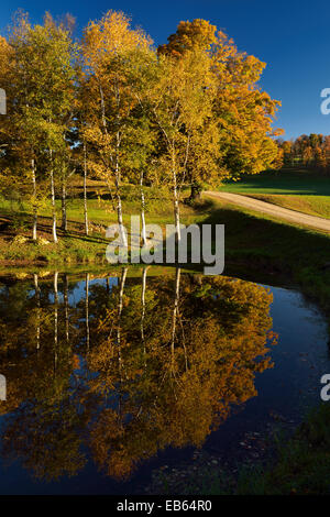 Betulla colorate e di alberi di acero riflesso in uno stagno con chiaro sole di mattina vicino alla molla Brook Farm Vermont - USA Foto Stock