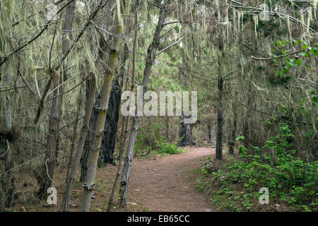 CA02419-00...CALIFORNIA - Pizzi lichen sugli alberi lungo il sentiero in Point Lobos State Reserve. Foto Stock