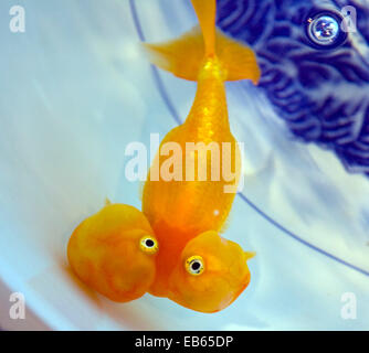 Occhio Water-Bubble Goldfish (Carassius auratus auratus) Foto Stock