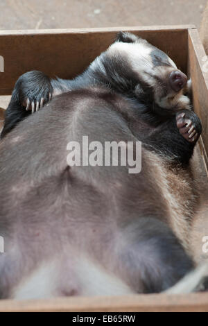 tasso di sonno Foto Stock