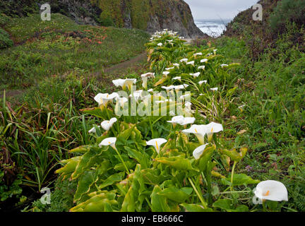 CA02436-00...CALIFORNIA - Calla lilies fiorire lungo la costa del Pacifico a Garrapata State Park. Foto Stock