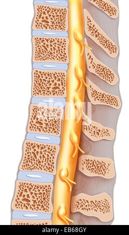 Il midollo spinale, illustrazione Foto Stock