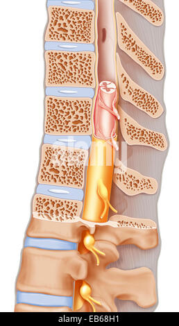 Il midollo spinale, illustrazione Foto Stock