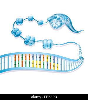 COMPATTAZIONE DEL DNA Foto Stock