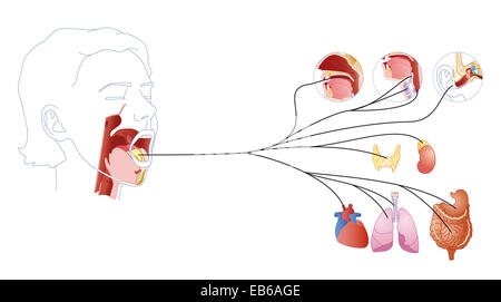 Nervo vago, disegno Foto Stock