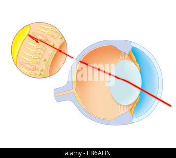 ANATOMIA FELINA Foto Stock