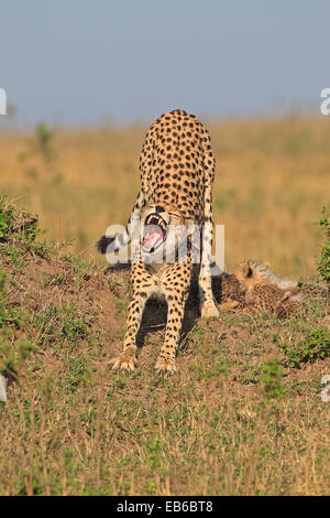 Ghepardo femmina stretching e sbadigli nel Masai Mara Kenya Foto Stock