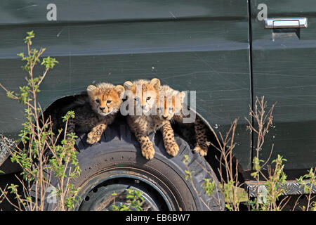 Tre giovani Cheetah cubs sulla ruota di un veicolo di safari Foto Stock