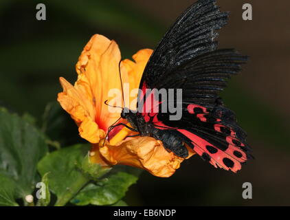 Scarlet o rosso farfalla mormone (Papilio rumanzovia deiphobus) alimentazione su un fiore tropicale Foto Stock