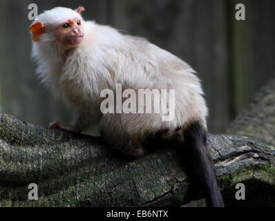 Sud Americana Silvery marmoset (Mico argentatus, Callithrix argentata) rivolto indietro Foto Stock