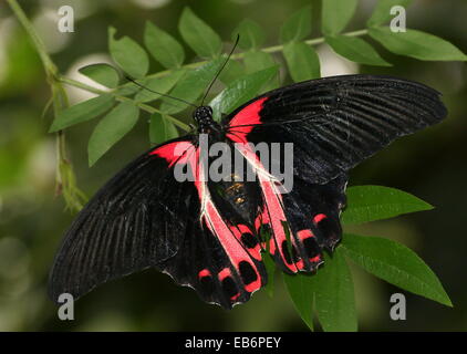 Femmina o Scarlet red butterfly mormone (Papilio rumanzovia deiphobus), che si trova nel sud-est asiatico e Australia Foto Stock