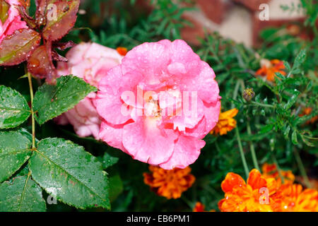 COLORE ROSA È AUMENTATO Foto Stock