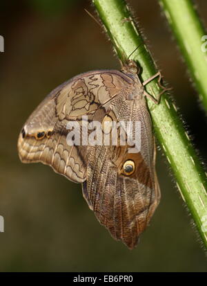 Automedon gigante farfalla Civetta (Eryphanis automedon, Eryphanis polissena) a.k.a. Viola Mort Bleu (Papilio automedon) Foto Stock