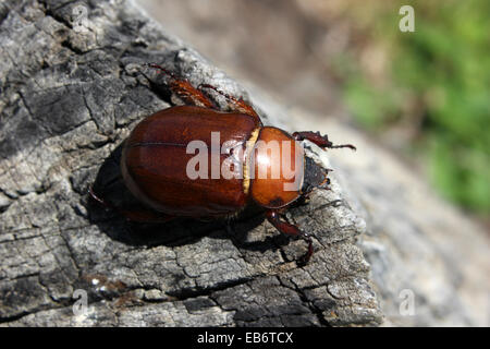 Un coleottero marrone in piedi su un pezzo di legno in Cotacachi, Ecuador Foto Stock