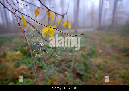 Gocce d'acqua sulla spider web. Foto Stock