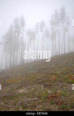 Scavato nella foresta di pini. Misty giornata d'autunno. Foto Stock