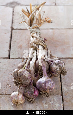 Appena raccolto viola aglio preparate per l'asciugatura Foto Stock