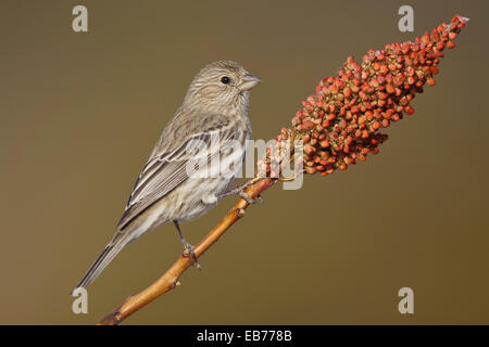 House Finch - Carpodacus mexicanus - femmina Foto Stock