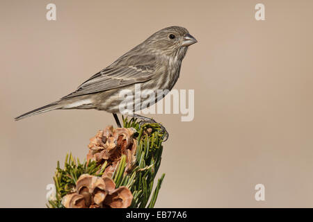 House Finch - Carpodacus mexicanus - femmina Foto Stock