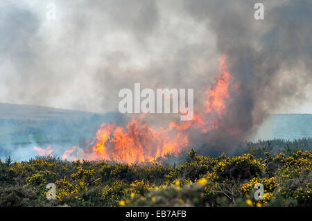 Swaling su Dartmoor,la masterizzazione di ginestre su Dartmoor,ogni anno, parti di Dartmoor sono volutamente impostata sul fuoco, bruciando controllato (swaling) della brughiera Foto Stock