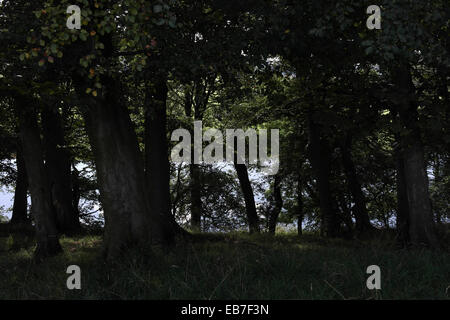 Visualizzare attraverso il buio e spesso tronchi di alberi bosco verso il fiume Ribble e terreni agricoli, a valle di Ribchester, Lancashire, Regno Unito Foto Stock