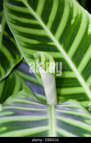 Calathea zebrina 'Humilior' fogliame. Foto Stock