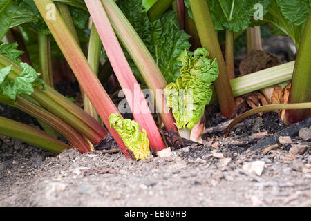 Rheum x hybridum " Reed Champagne dell' crescono nel giardino. Foto Stock