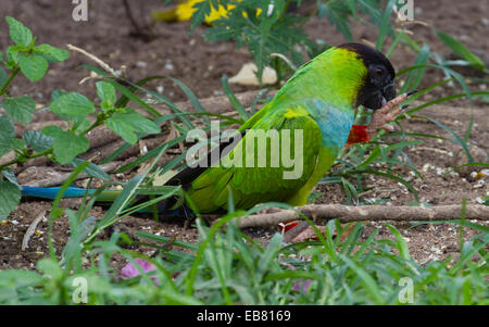 Parrocchetto Nanday (Aratinga nenday) aka Black-Hooded parrocchetto aka Nanday Conure Foto Stock