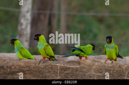 Parrocchetto Nanday (Aratinga nenday) aka Black-Hooded parrocchetto aka Nanday Conure Foto Stock