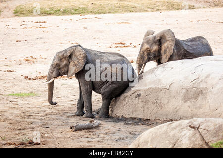 Gli elefanti africani graffi sulla roccia in essiccato fino il letto del fiume Foto Stock